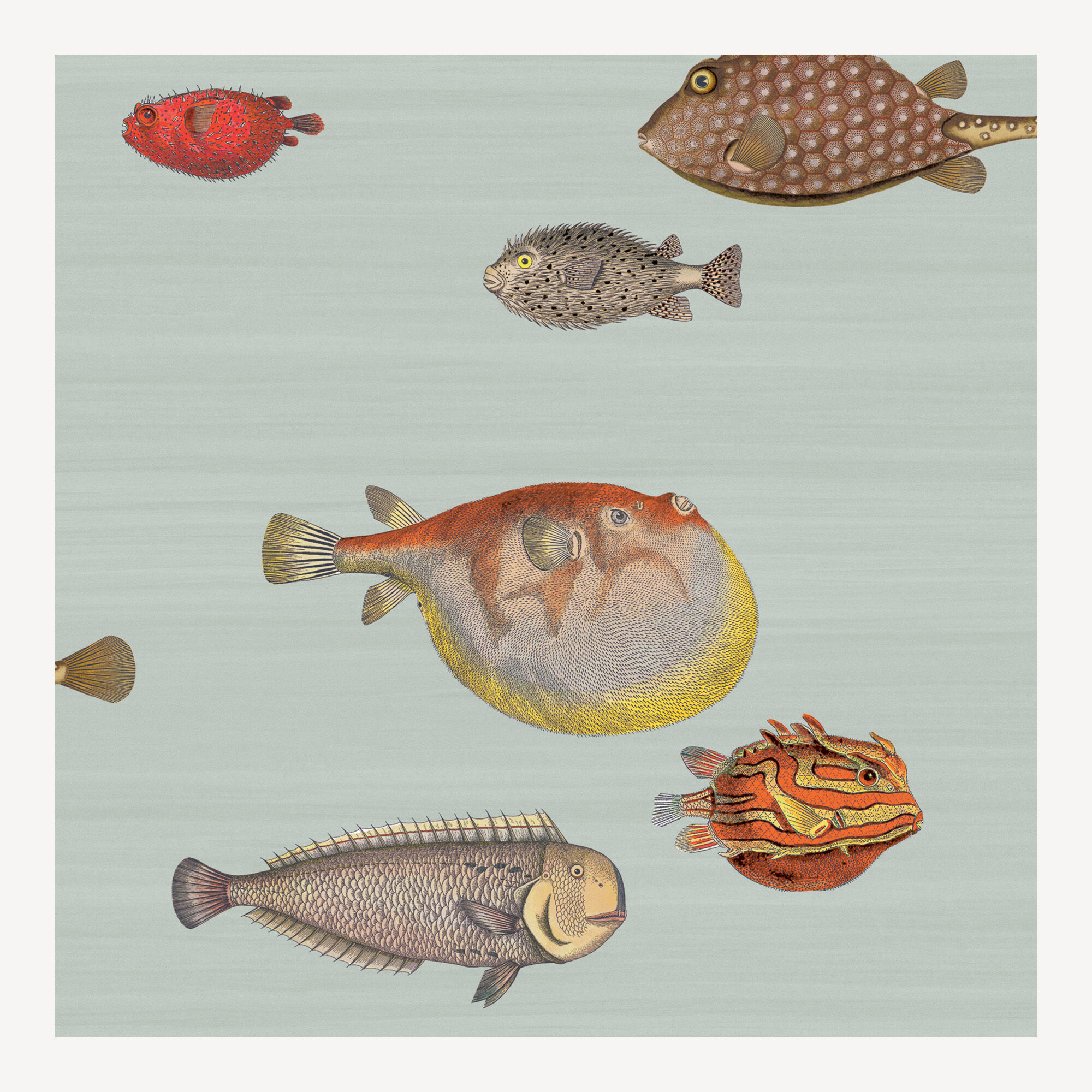 Watercolour Fish Wallpaper  Dunelm